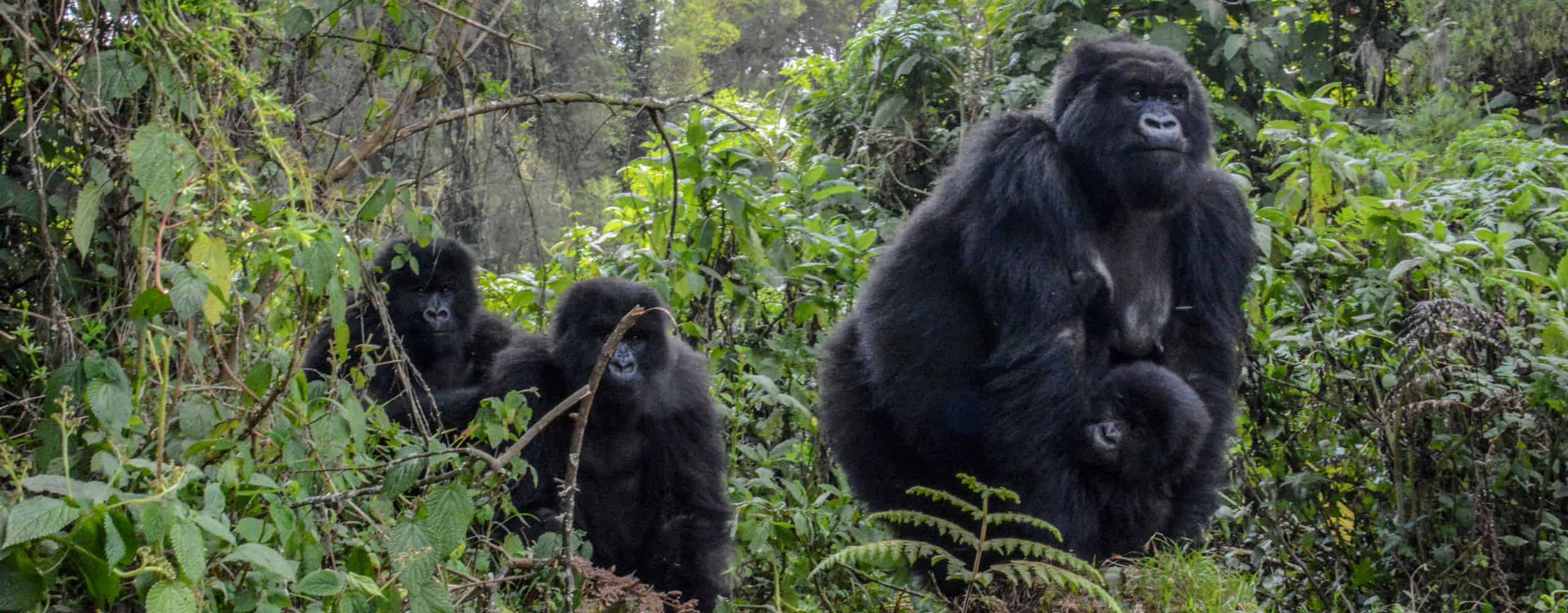 Trekking With Gorillas, Rwanda